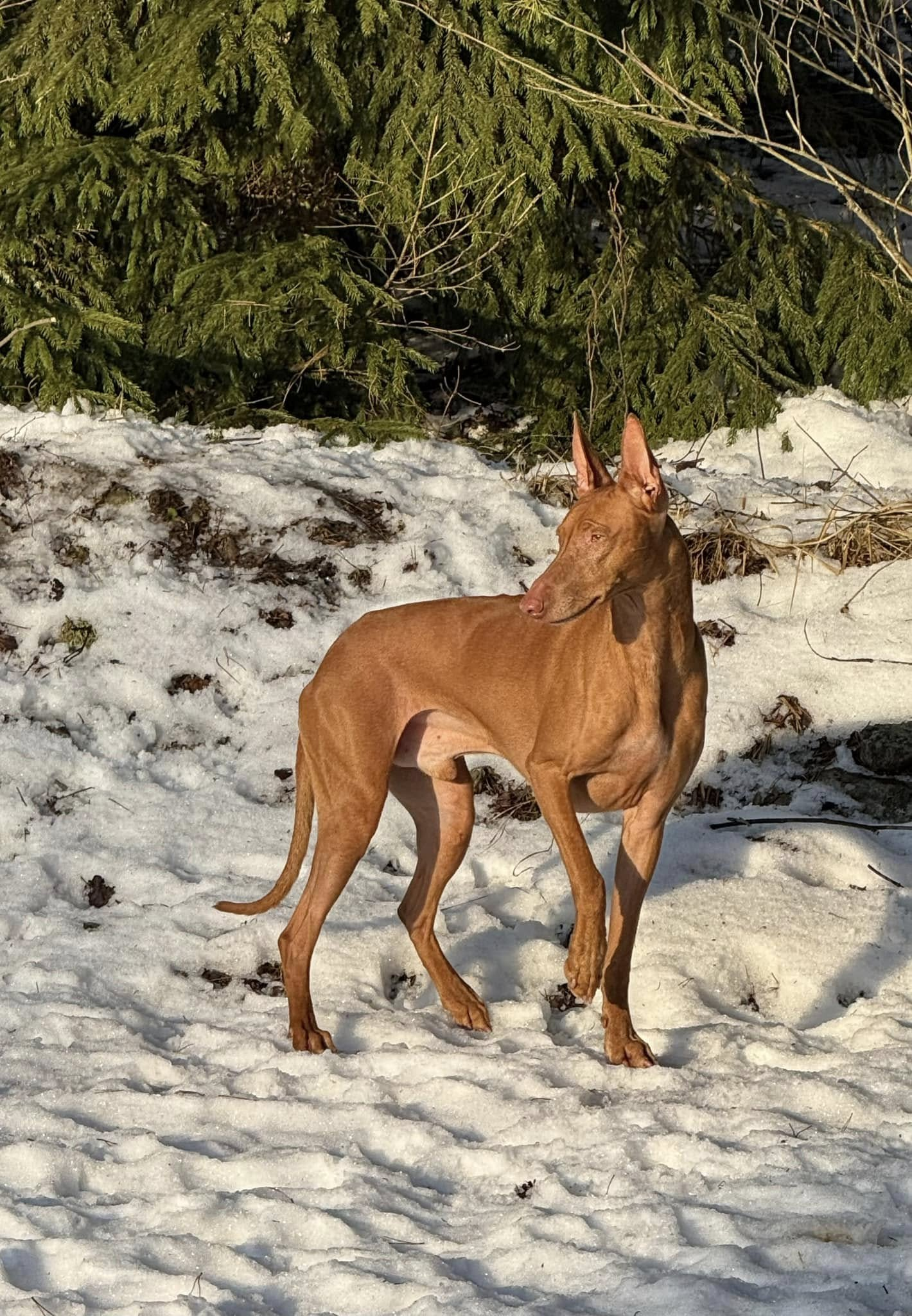 Farao Anubis – with Pharaoh Hounds since 1985 – Farao Anubis